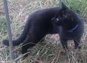 Пропал чёрный кот в деревне Отяково