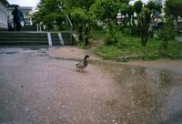 ����� ���� � ��������.