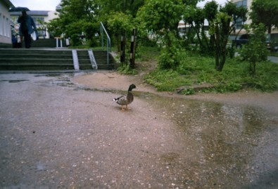 ����� ���� � ��������.